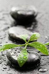 Leaves with water drops on spa stones