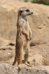 Erdmännchen (Suricata suricatta)