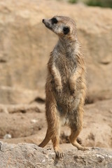 Erdmännchen (Suricata suricatta)