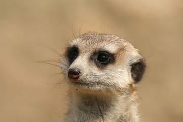 Erdm&auml;nnchen (Suricata suricatta)