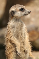 Erdmännchen (Suricata suricatta)