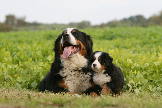 chienne bouvier bernois fi&egrave;re de son petit chiot