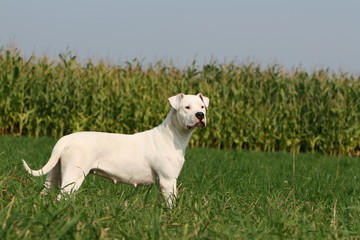 Chienne Dogue argentin de profil aux aguets