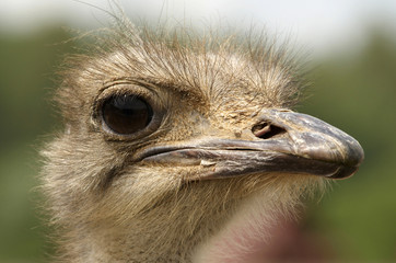 Head of African ostrich