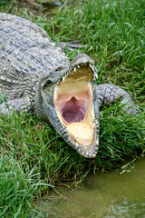 a cayman with opening big mouth