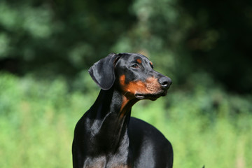 le tendre dobermann noir et feu en portrait douceur