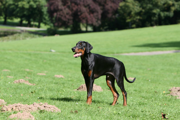 Dobermann noir et feu dans un environnement naturel