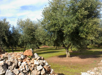 albero ulivo5