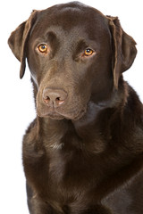 Portrait Shot of a Proud Chocolate Labrador
