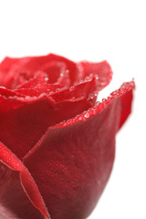 beatiful red rose with water drops isolated