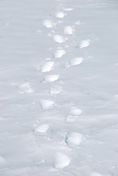 Petits pas dans le neige
