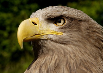 Seeadler (Haliaeetus albicilla)