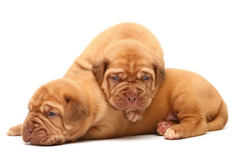 Two  puppies on a white background.