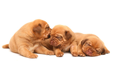 A three puppies on a white background.