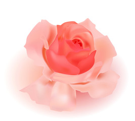 Vector rose.