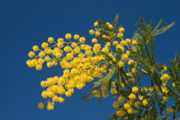 Ramo di Mimosa 1