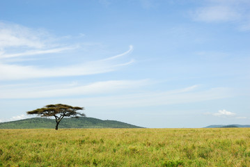 An acacia tree in a savannah