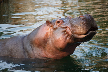 a hippo is swimming in a lake