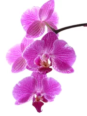 Fototapeten Orchideen © Reena