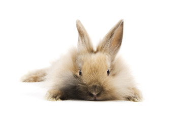 Obraz premium Rabbits