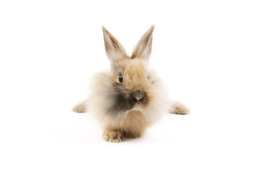 Rabbits