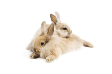 Rabbits