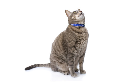 Tabby Cat Sitting And Looking Up Isolated On White..