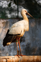 a crane is standing on a wood