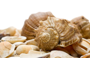 Cockleshells