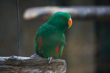 a green parrot standing on a wood