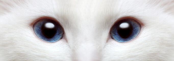 white cat's blue eyes