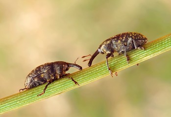 Larinus sturnus © als