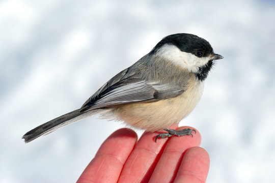 Bird in the Hand 2