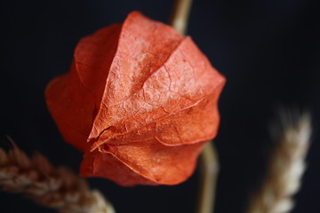 Bladder cherry