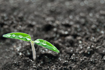 plant