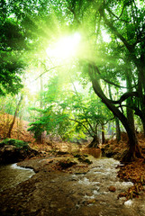 Obraz premium river in deep forest