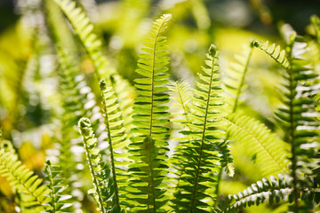 green grass in the sunlight