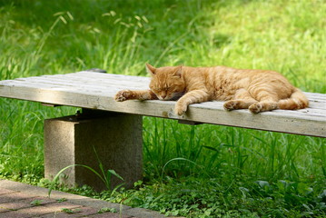 ベンチで寝る猫