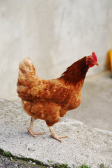 Gallina