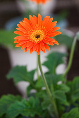 an Africa chrysanthemum is blooming
