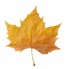 Autumn Maple Leaf