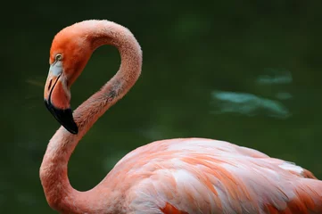 Fensteraufkleber Pink flamingo © kertis
