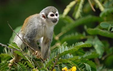 Little monkey on the tree