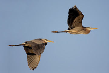 Great Blue Heron (Ardea Herodias)