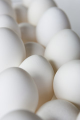 Rows of chicken eggs