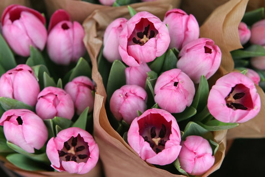 spring tulips