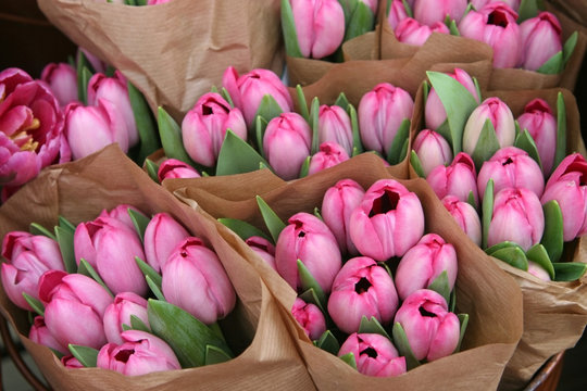 spring tulips