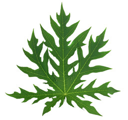 feuille de papayer