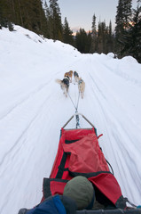 Dog sledding from driver's perspective
