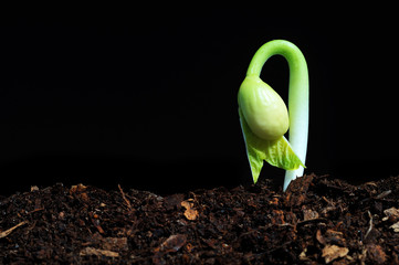 Bud seedling